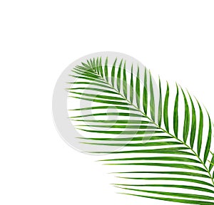 Green leaves of palm tree isolated on white background