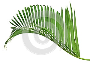Green leaves of palm tree isolated on white background. Hang, delicate. photo