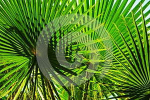 Green leaves of palm tree in the sunshine