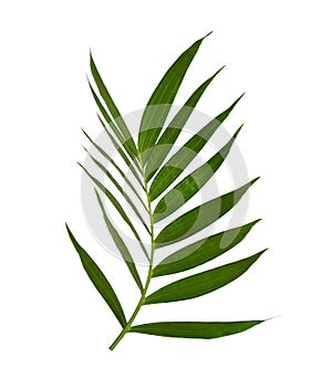 Green leaves of palm tree on white background