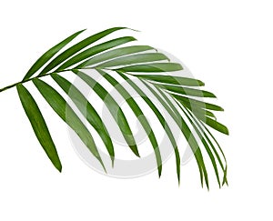 Green leaves of palm tree on white background