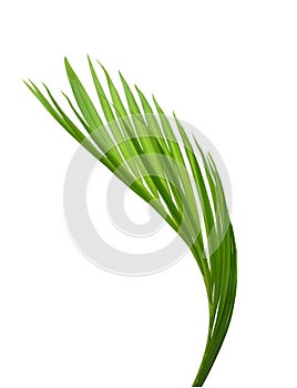 Green leaves of palm tree on white background