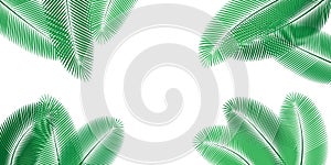 Green leaves of palm trees on a white background.