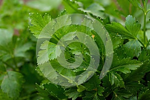 Green leaves of parsley (Petroselinum) close-up