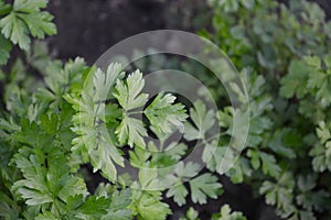 Green leaves. Parsley. Petroselinum crispum, biennial herb