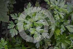 Green leaves. Parsley. Petroselinum crispum, biennial herb