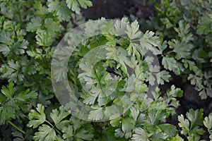 Green leaves. Parsley. Petroselinum crispum, biennial herb