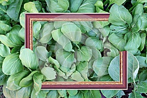 Green leaves pattern with antique picture frame,mustard greens,abstract background