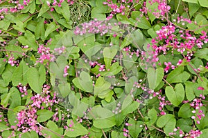 Green leaves pattern, autumn plant leaf background,pink polygonaceae flower