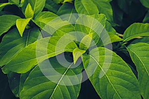 Green leaves pattern background