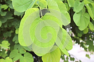 Green leaves pattern background, Natural background