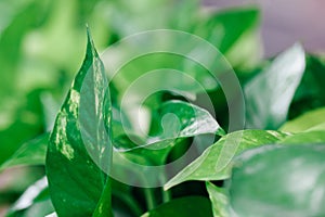 Green leaves pattern background, Natural background. Tropical green leaf texture
