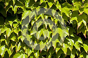 Green leaves pattern background. Natural background