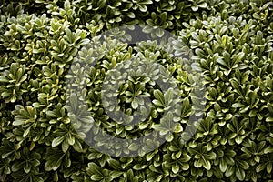 Green leaves pattern background, Natural background and wallpaper