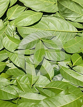 Green leaves pattern background, nature background and wallpaper