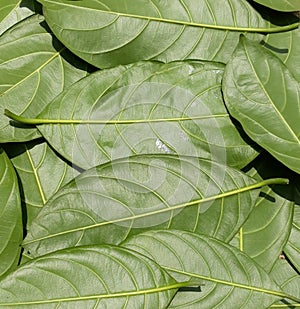 Green leaves pattern background, nature background and wallpaper