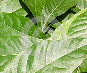 Green leaves pattern background, nature background and wallpaper.