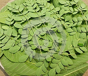 Green leaves pattern background, nature background and wallpaper.