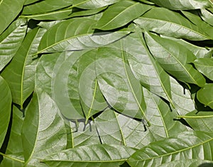 Green leaves pattern background, nature background and wallpaper.