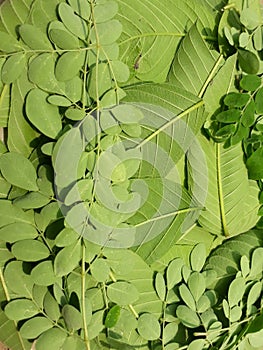 Green leaves pattern background, nature background and wallpaper.