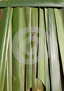 Green leaves pattern background, nature background and wallpaper.