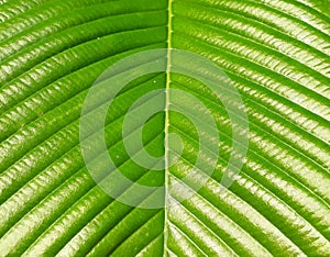 Green leaves pattern background, nature background and wallpaper.