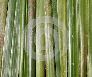 Green leaves pattern background, nature background and wallpaper.