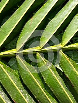 Green leaves pattern background, nature background and wallpaper.
