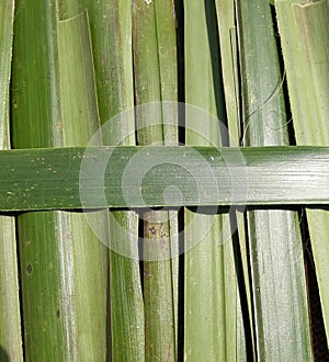 Green leaves pattern background, nature background and wallpaper.