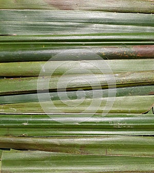 Green leaves pattern background, nature background and wallpaper.