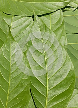 Green leaves pattern background, nature background and wallpaper.