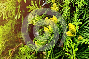 Green leaves pattern of creeping juniper or Juniperus horizontalis