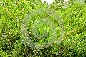 Green leaves pattern of creeping juniper or Juniperus horizontalis photo