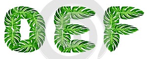 Green leaves pattern,font Alphabet d,e,f  of leaf monstera isolated on white background