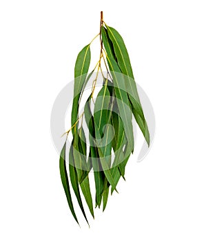 Green leaves pattern,leaf Eucalyptus tree isolated on white background photo