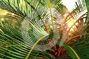 Green leaves pattern,leaf palm tree,Cycadaceae or Cycas revoluta or  Japanese sago photo
