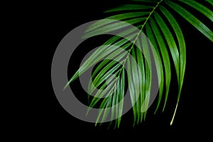 Green leaves pattern,leaf palm tree in the forest