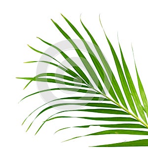 Green leaves pattern, leaf palm tree isolated on white background
