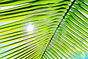 Green leaves pattern,leaf palm tree with sunshine