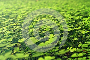 Green leaves pattern,leaf Shamrock or water clover background