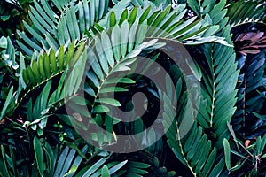 Green leaves pattern,leaf Zamia furfuracea in the forest