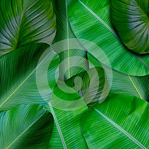 Green leaves pattern for nature concept,tropical leaf textured background