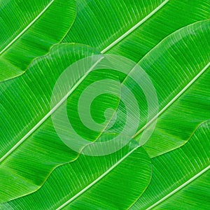 Green leaves pattern for nature concept,tropical leaf textured background