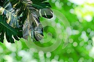 Green leaves pattern for summer or spring season concept,leaf with bokeh textured background