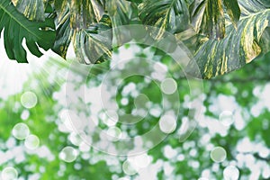 Green leaves pattern for summer or spring season concept,leaf with bokeh textured background