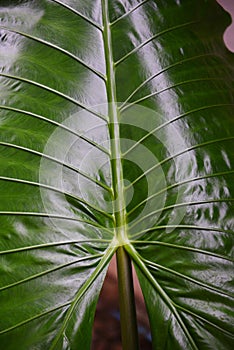 Green leaves pattern texture background giant taro leaf araceae plants water weeds in tropical forest - ear elephant leaf Alocasia