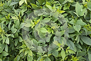 Green Leaves Pattern Texture Background of the Sweet Potato Plant in the Field