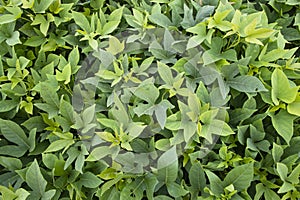 Green Leaves Pattern Texture Background of the Sweet Potato Plant in the Field