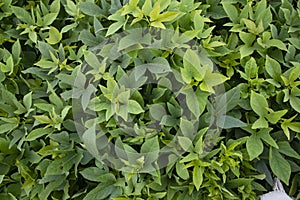 Green Leaves Pattern Texture Background of the Sweet Potato Plant in the Field