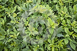 Green Leaves Pattern Texture Background of the Sweet Potato Plant in the Field